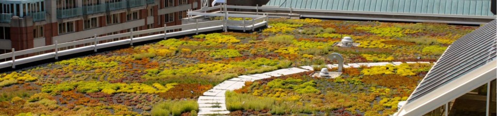 Pumice lava rock for green roof